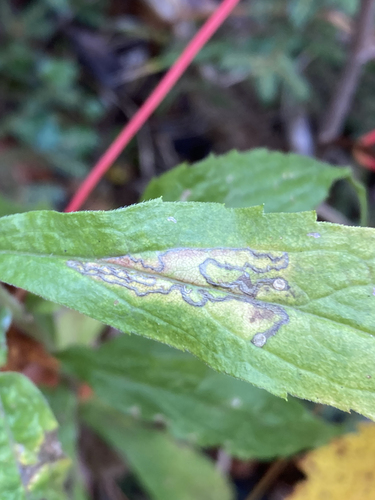 Bucculatrix solidaginiella photographed on goldenrod