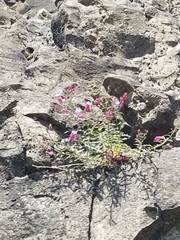 Penstemon richardsonii