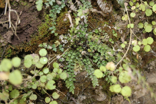 Image of Blechnum molle by (c) Joe Dillon, some rights reserved (CC BY)