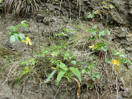 Image of Koheriki (Scandia rosifolia) by (c) Joe Dillon, some rights reserved (CC BY)