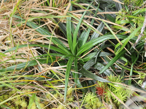 Image of Celmisia graminifolia by (c) Joe Dillon, some rights reserved (CC BY)