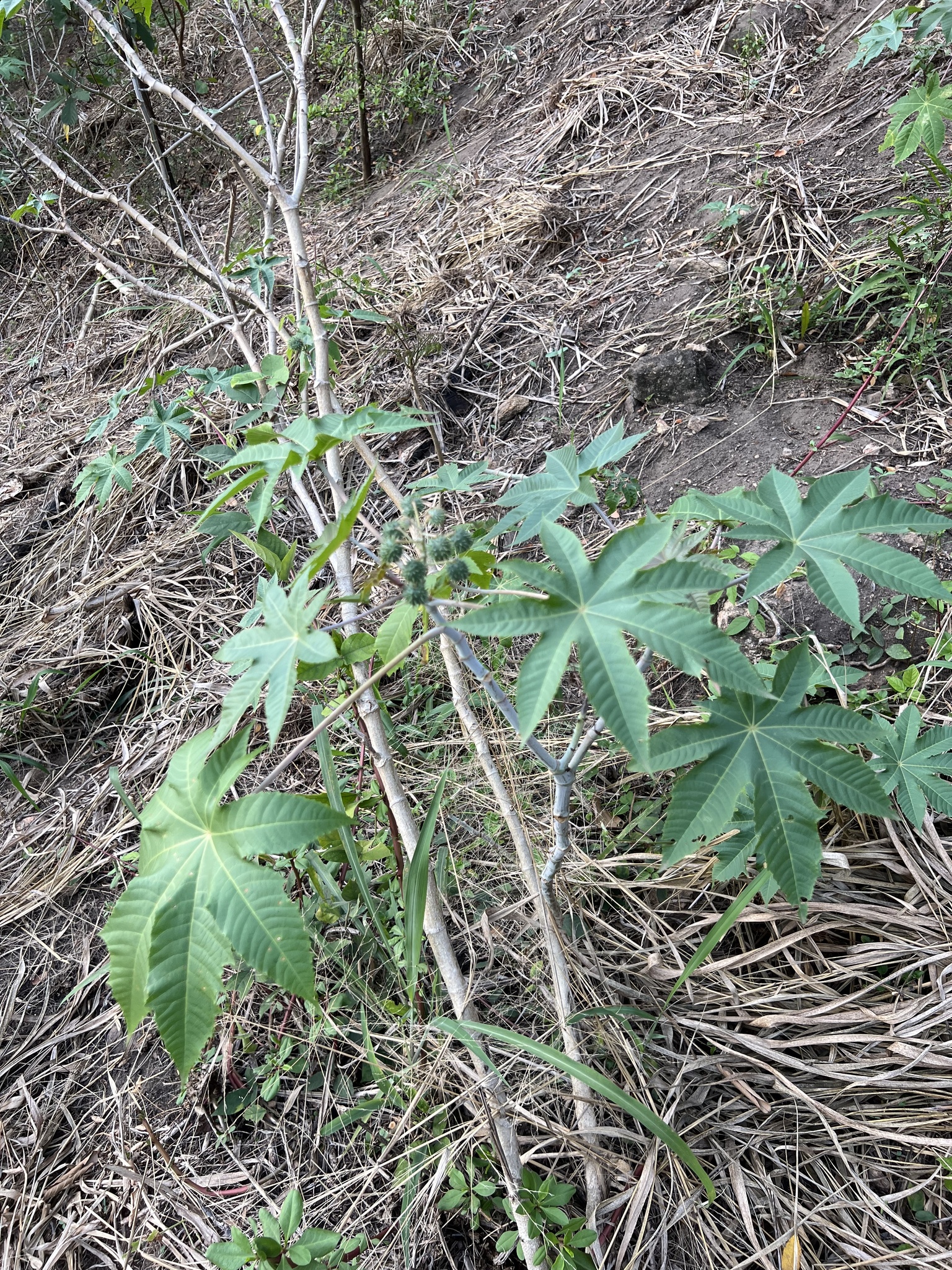 Ricinus communis