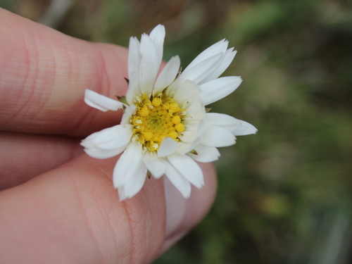 Image of Celmisia graminifolia by (c) Joe Dillon, some rights reserved (CC BY)