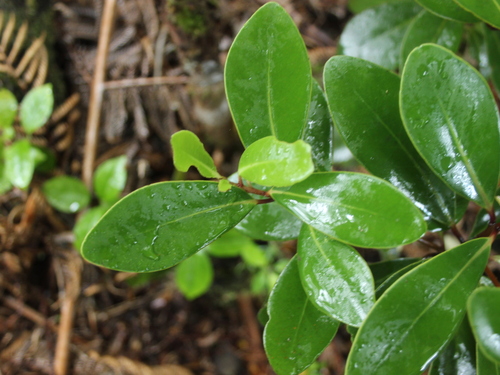 Pseudowintera insperata (Pseudowintera insperata)
