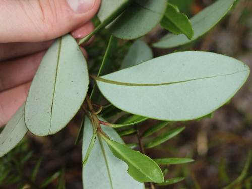 Image of Pseudowintera insperata by (c) Joe Dillon, some rights reserved (CC BY)