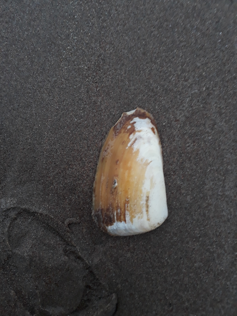 Mesodesma donacium