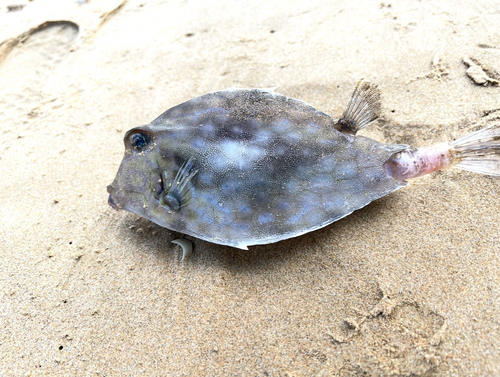 Triangular boxfish (Tetrosomus concatenatus) — Ostraciidae — 2