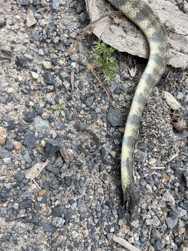 Tiger Snake sighting