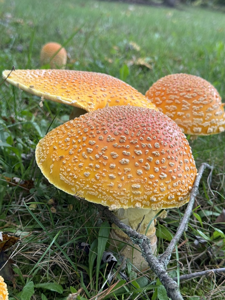 Amanita muscaria<br>14 October, 2024
