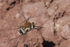Heterostylum robustum