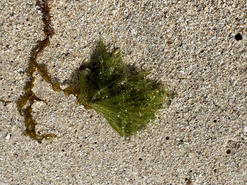 Siphonocladus tropicus observed 2024-10-14