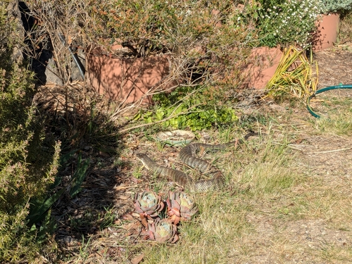 Tiger Snake sighting