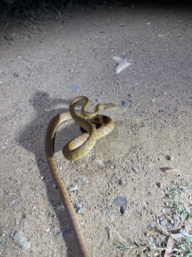 Brown Tree Snake sighting