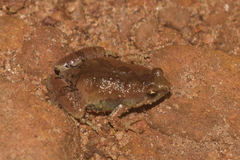 Microhyla nilphamariensis