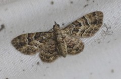 Gymnoscelis lophopus