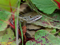 Takydromus hsuehshanensis