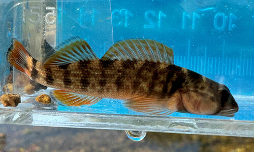 Orangefin darter (Etheostoma bellum) — Percidae — 5