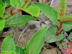 Takydromus hsuehshanensis