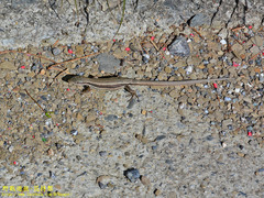 Takydromus hsuehshanensis