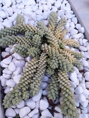 Sedum burrito