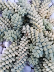 Sedum burrito