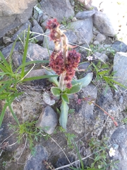 Micranthes hieraciifolia