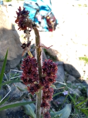 Micranthes hieraciifolia