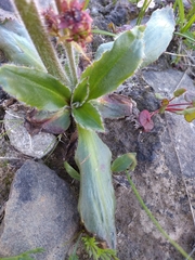 Micranthes hieraciifolia