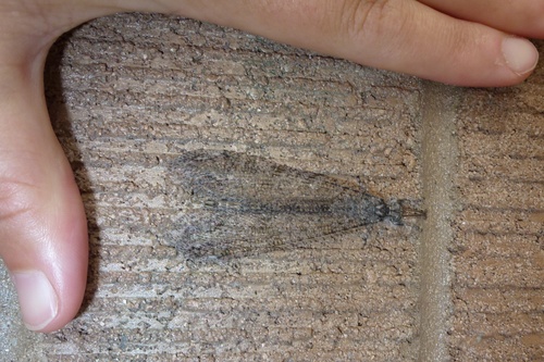 Neuroptera