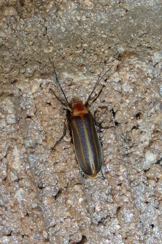Pseudozonitis vaurieae