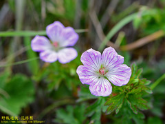 Geranium hayatanum