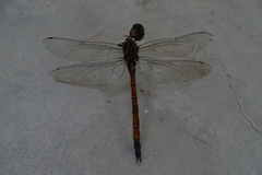 Polycanthagyna erythromelas