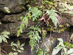 Asplenium ritoense