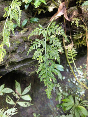 Asplenium ritoense
