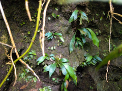 Antrophyum formosanum