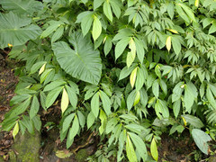 Elatostema platyphyllum