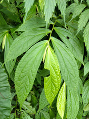 Elatostema platyphyllum