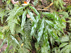 Asplenium formosae