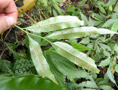 Asplenium formosae