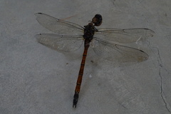 Polycanthagyna erythromelas