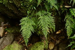 Asplenium ritoense