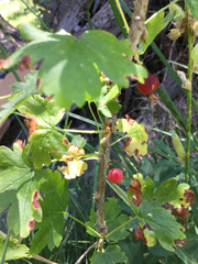 Ribes inerme