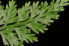 Asplenium ritoense