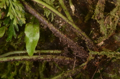 Asplenium ritoense