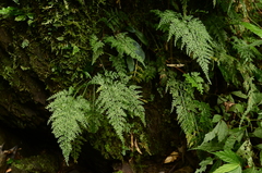 Asplenium ritoense