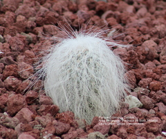 Cephalocereus senilis