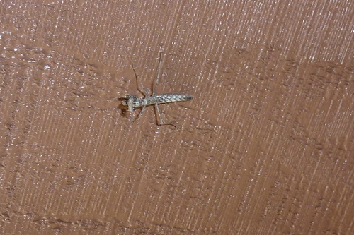 Mantodea