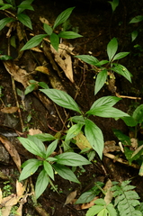 Lysimachia ardisioides