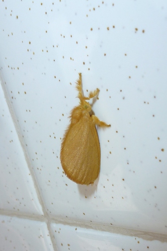Dalcerides ingenita photo 4