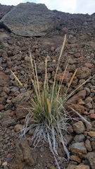 Trisetum glomeratum